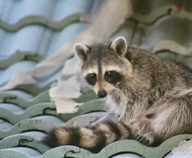 waschbär dachi
